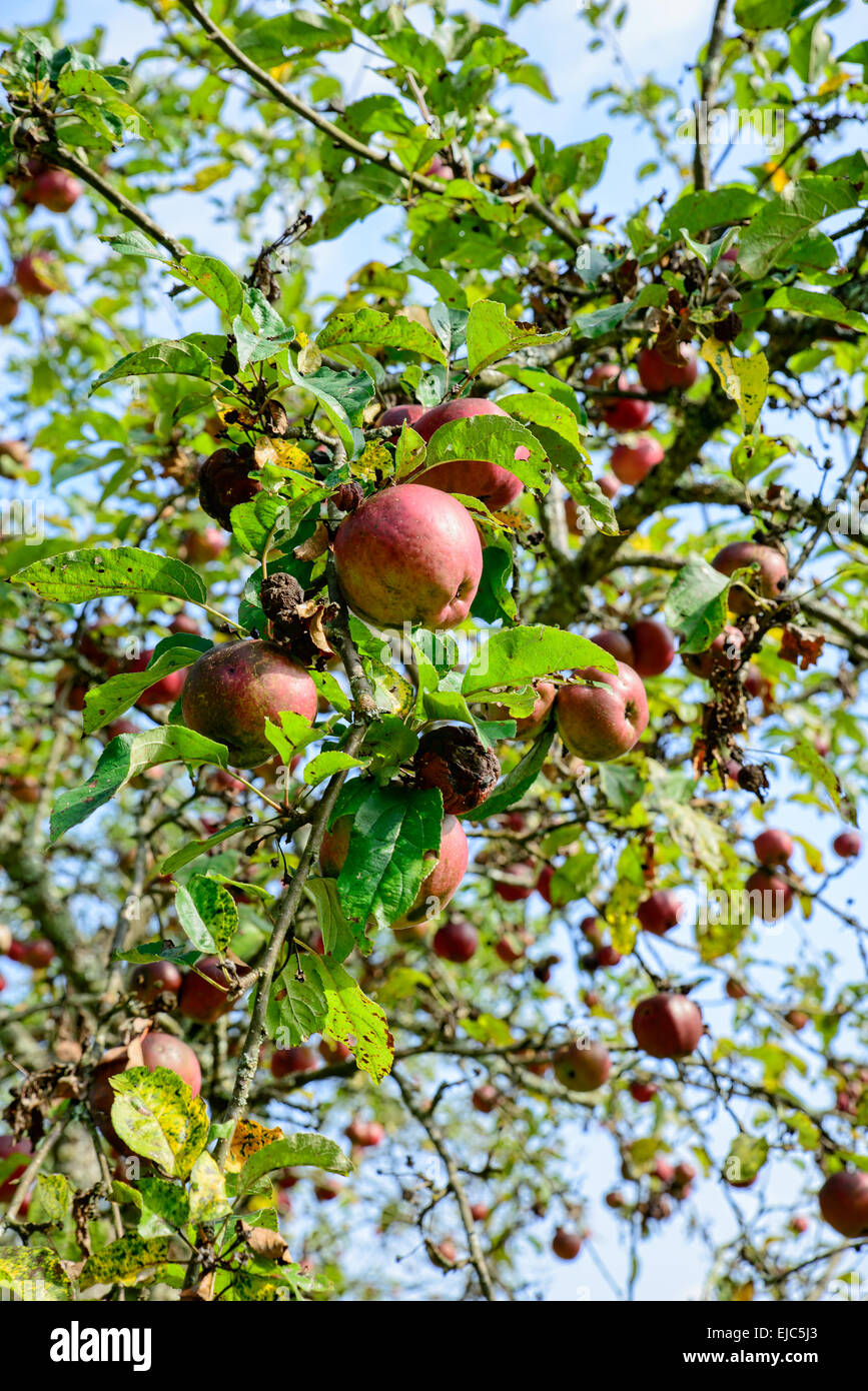 some apples on an apple tree in a meadow Stock Photo - Alamy