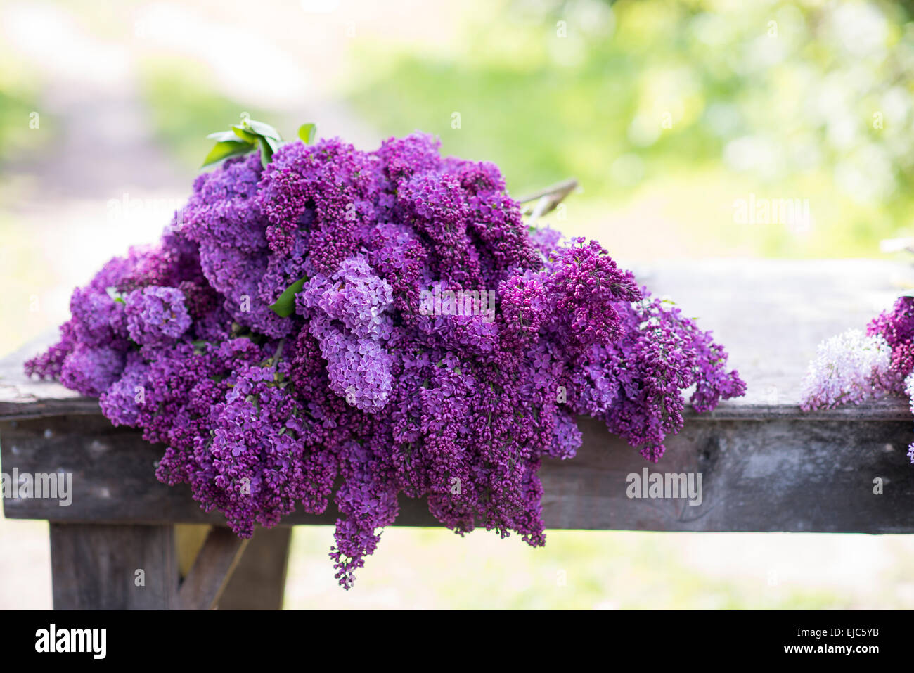 Cut stems of lilac blossoms (Syringa vulgaris) in spring Stock Photo