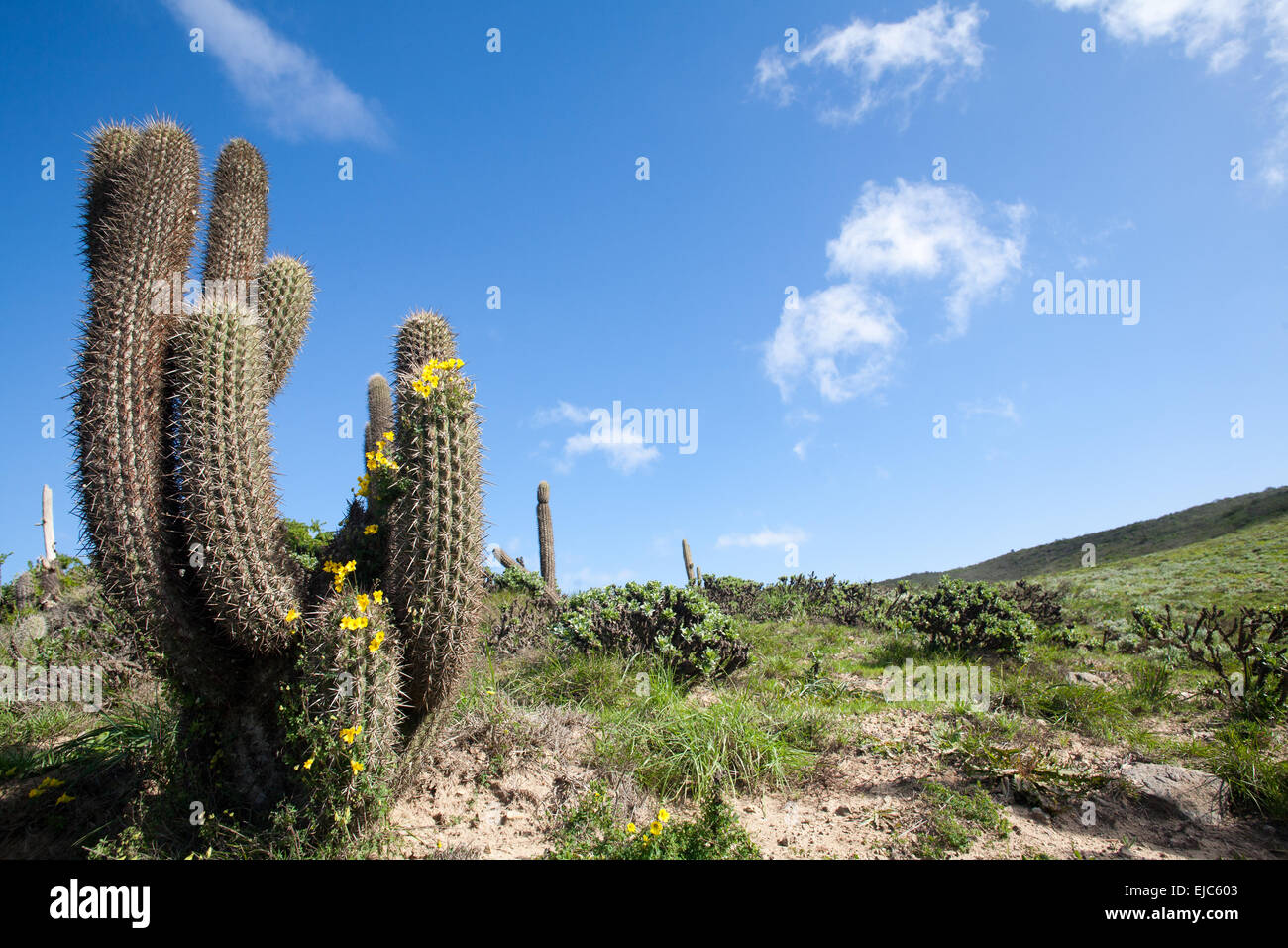 Cactus in Frey Jorge Stock Photo