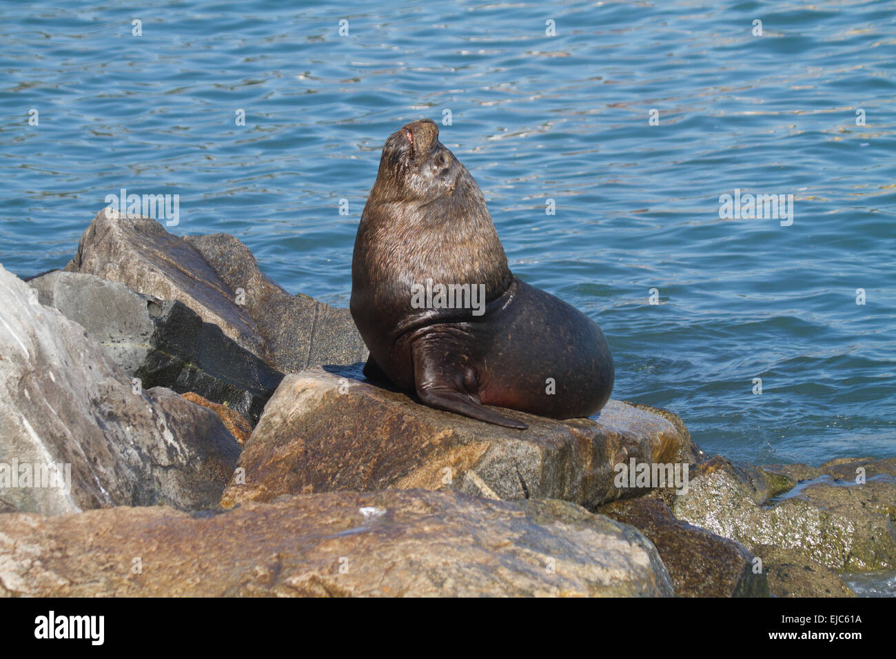 South american sea lion Stock Photo