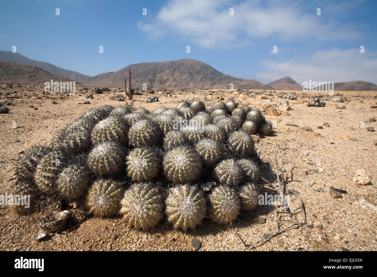 Cactus in the Atacama dessert Stock Photo Alamy