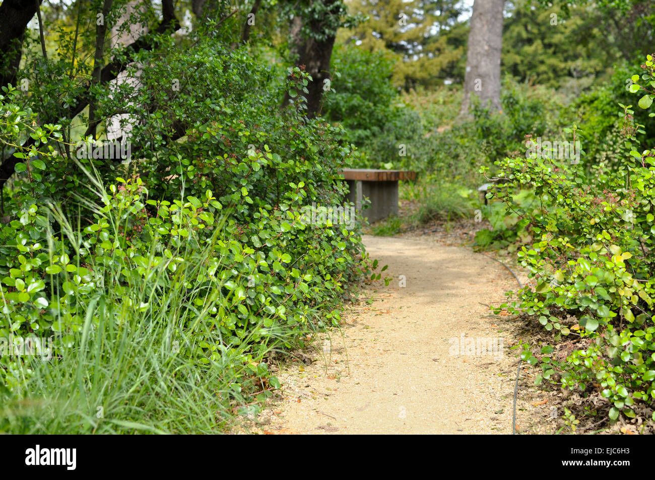 Nature Path with Bench in Background Stock Photo - Alamy