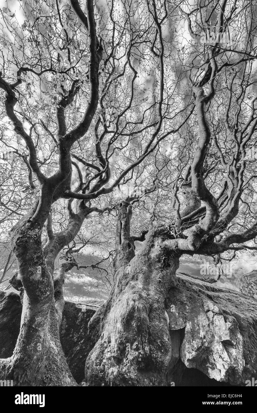 BUCHEN GERMANY POPULATION visual data 6