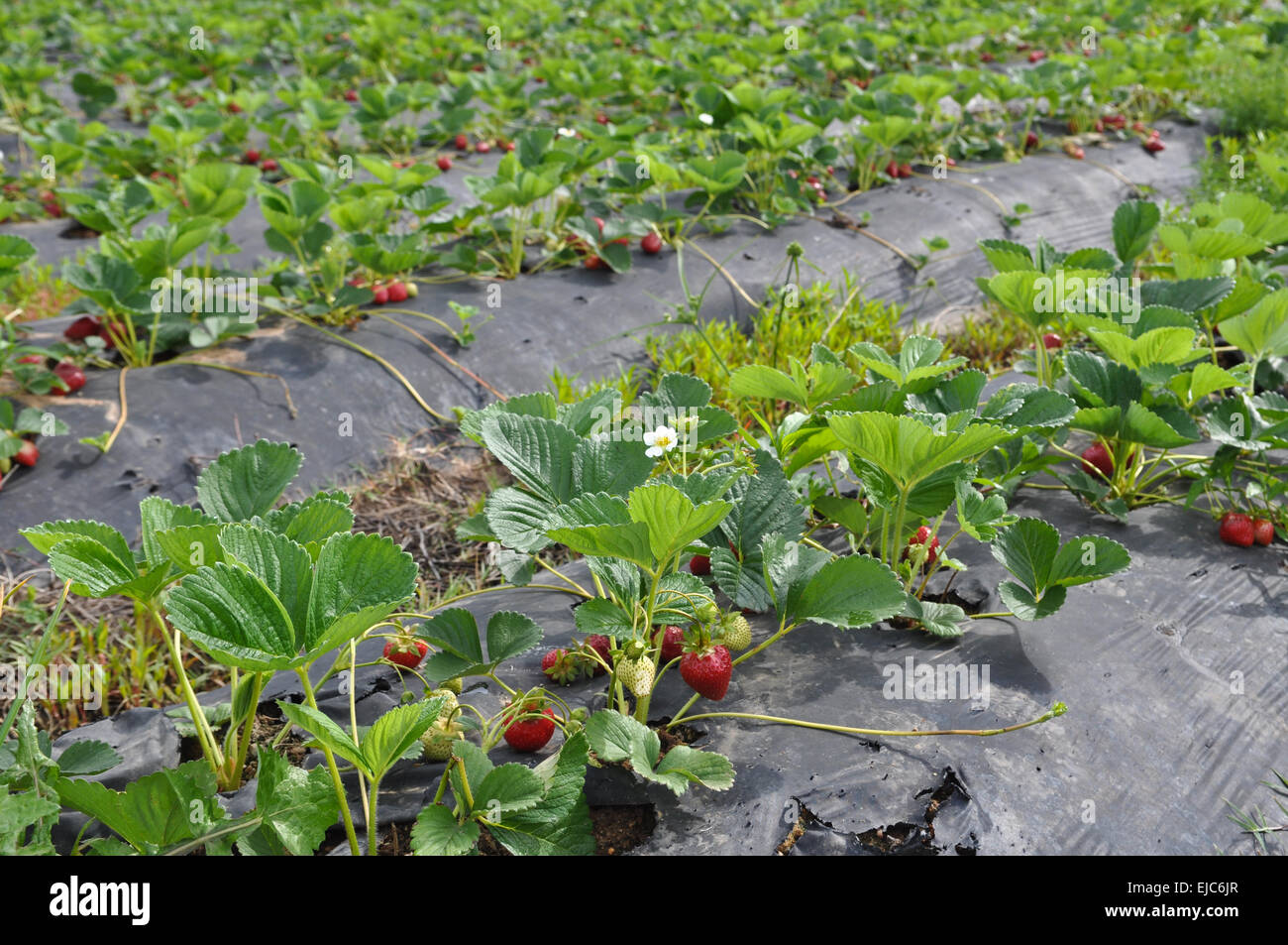 Strawberry Field Patch Stock Photo Alamy