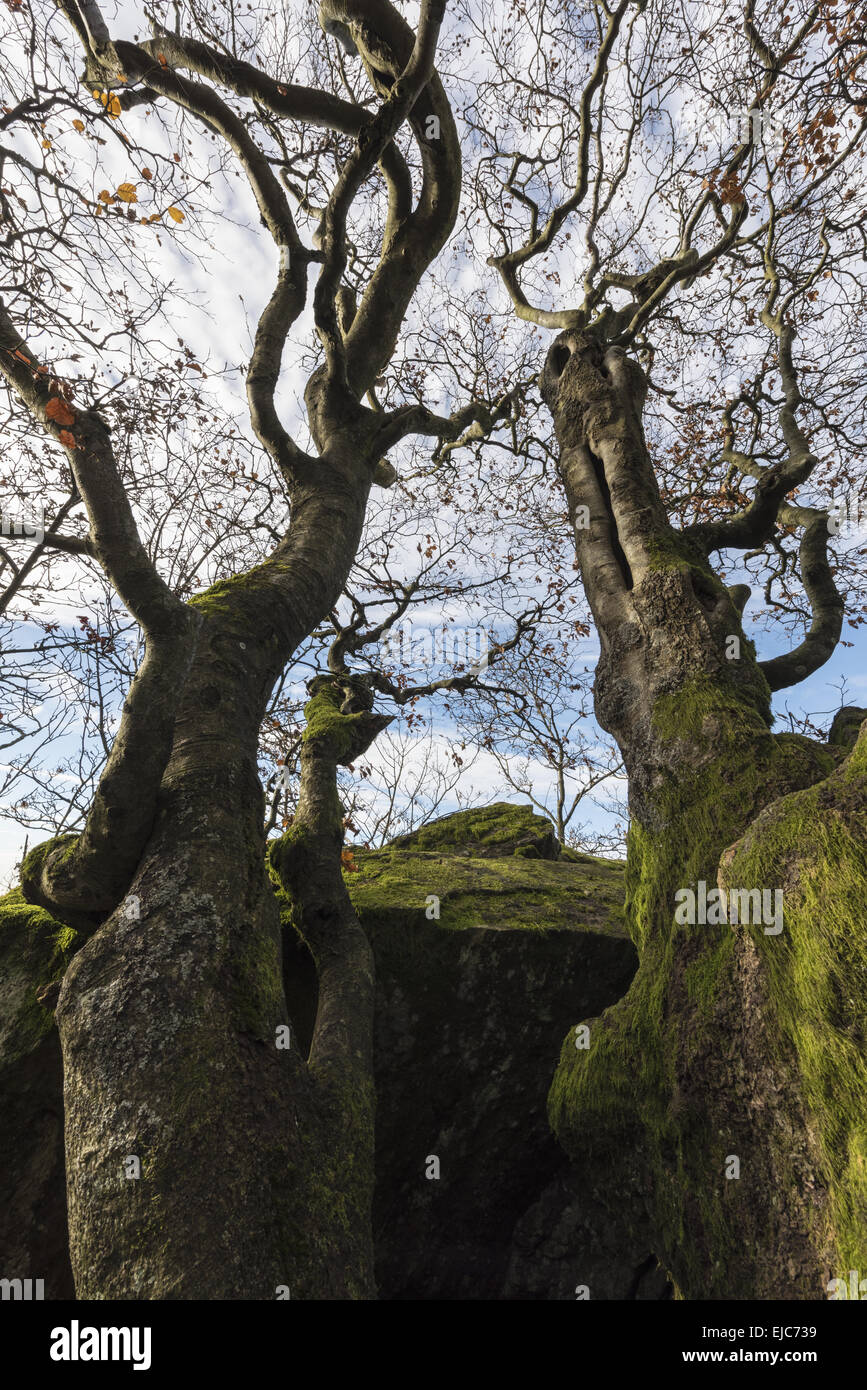 beeches, Rhoen, Germany Stock Photo - Alamy