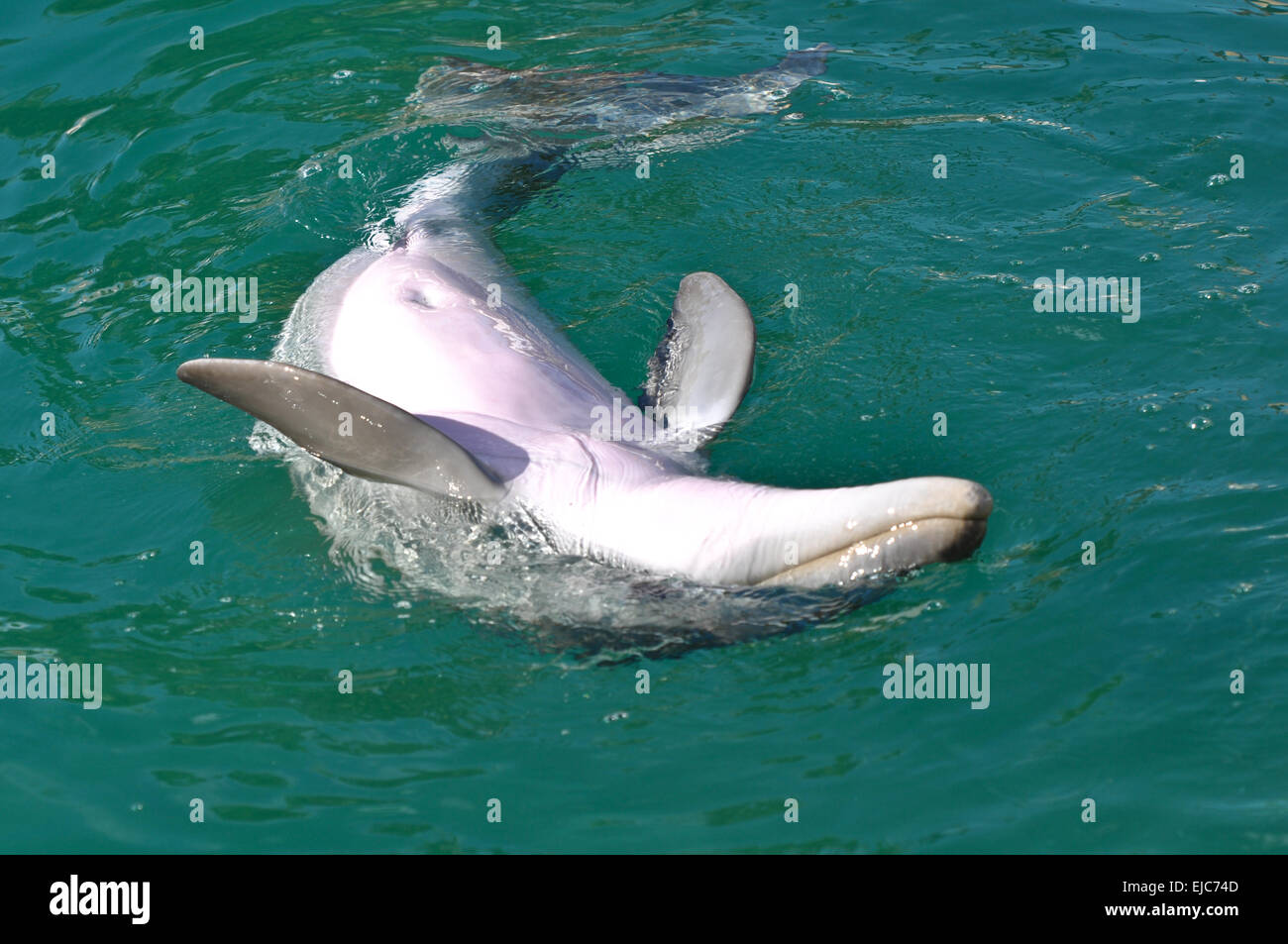 Bottlenose Dolphin Swimming Upside Down Stock Photo - Alamy