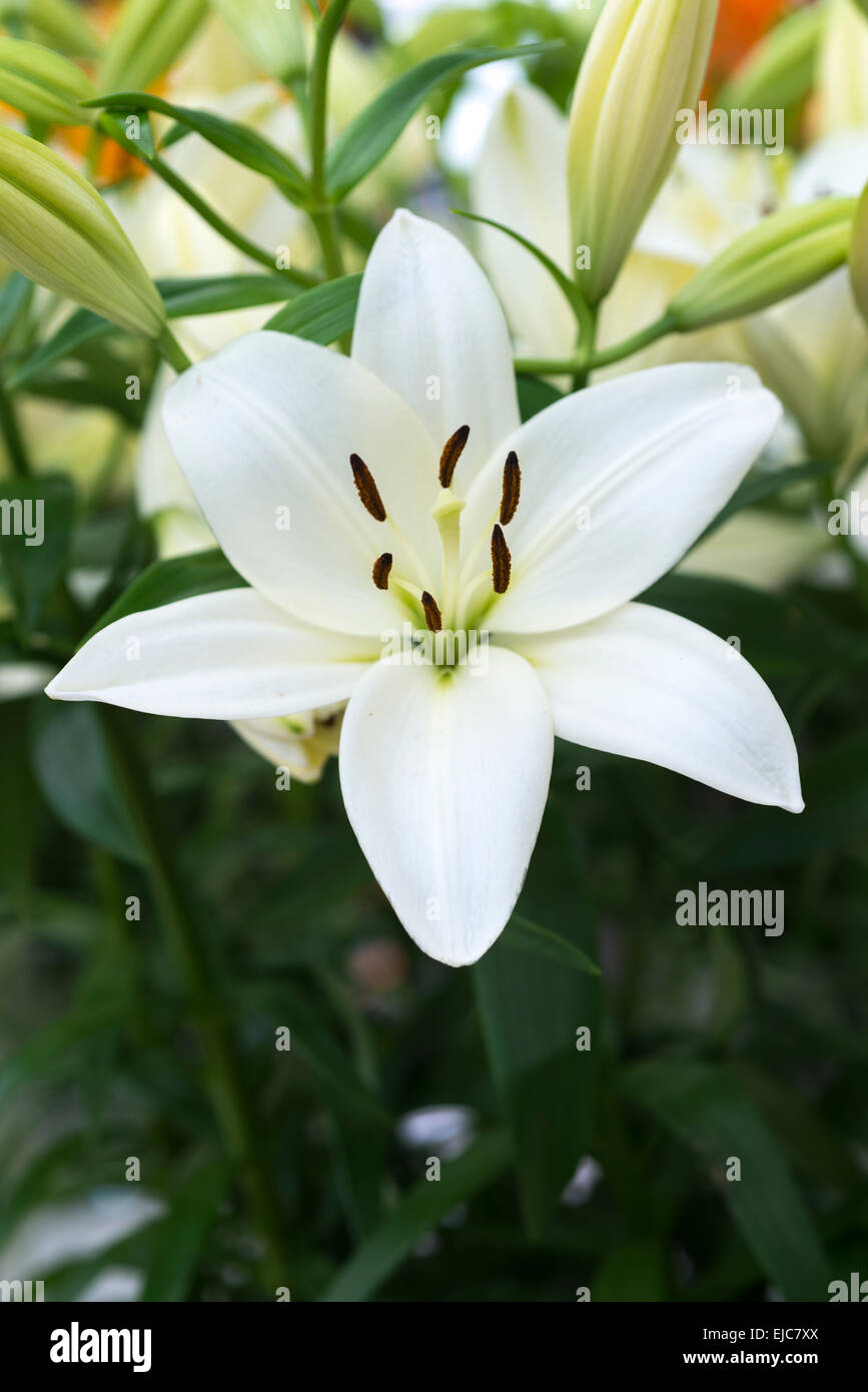 Lilium White Sound, hybrid lily flower Stock Photo - Alamy