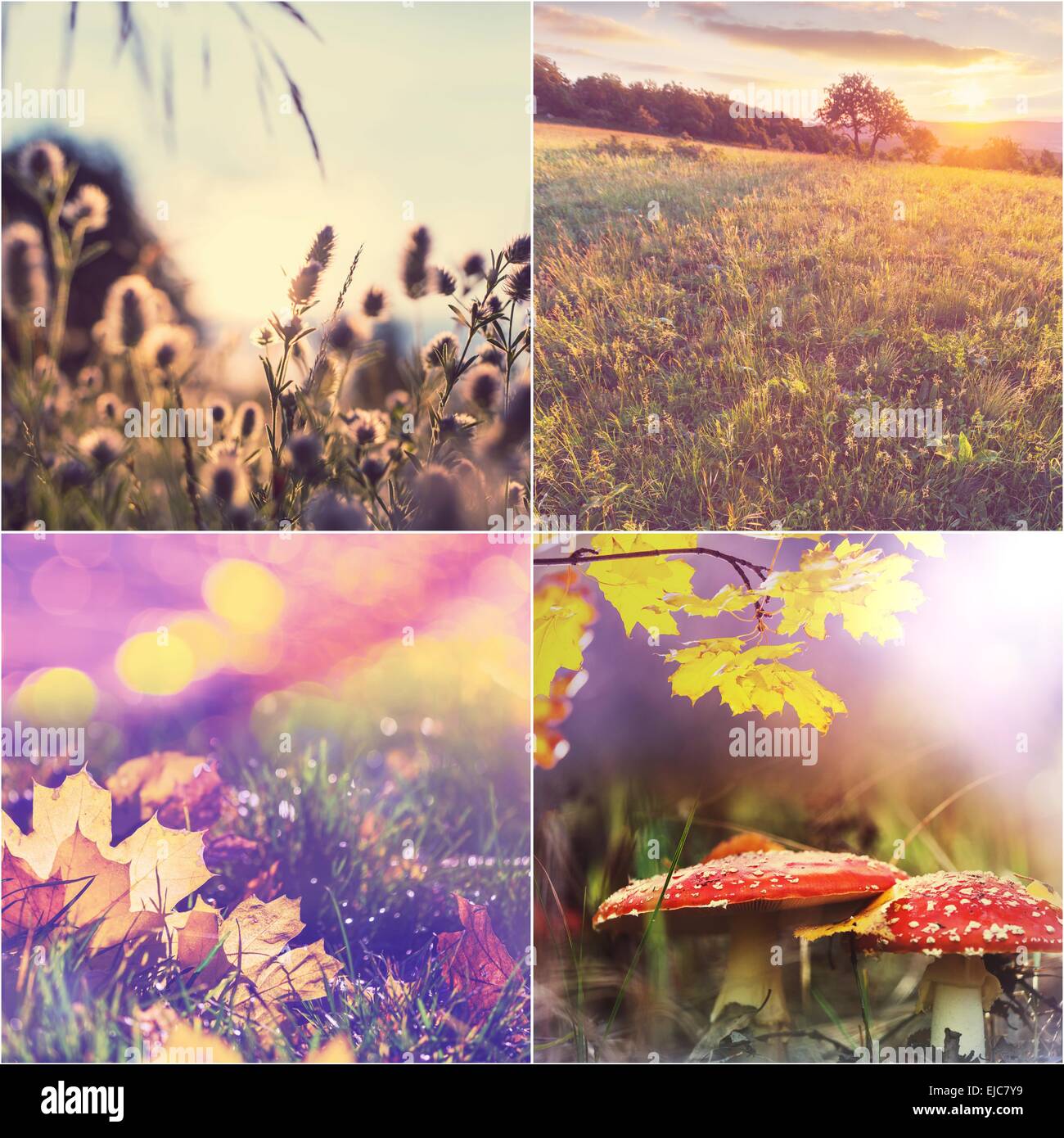 Autumn collage hi-res stock photography and images - Alamy