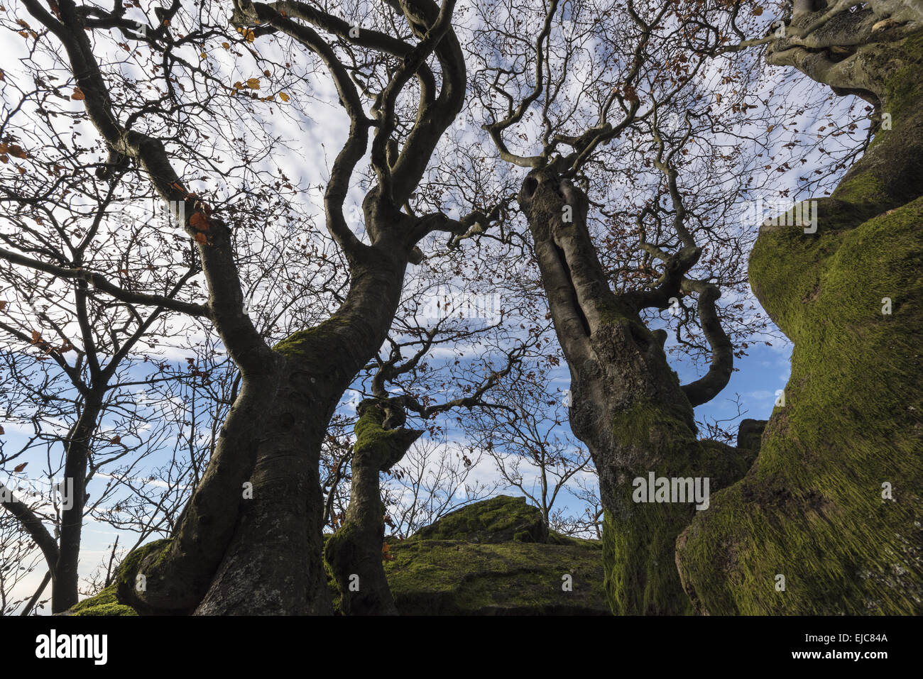 beeches, Rhoen, Germany Stock Photo - Alamy