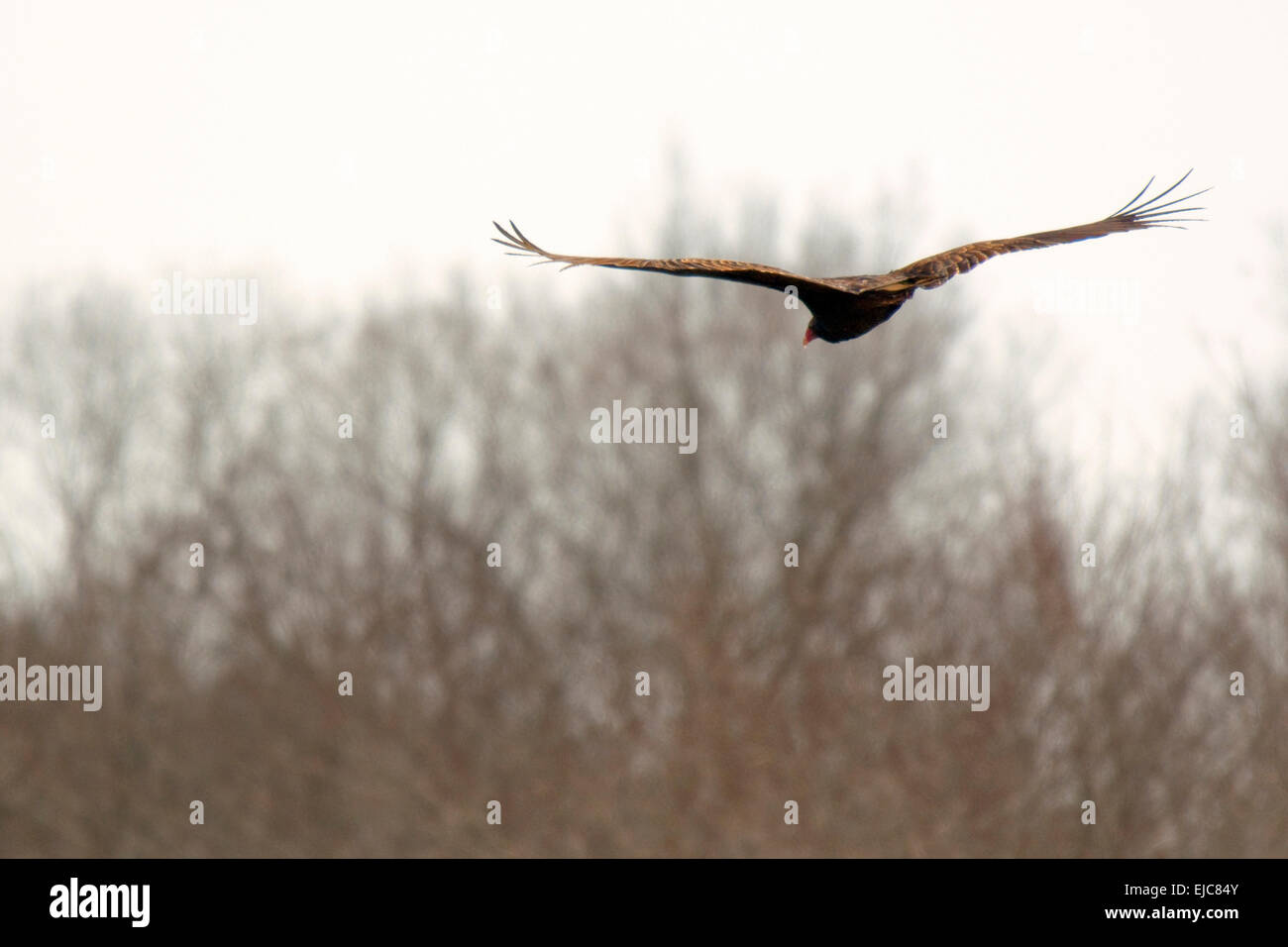 Turkey vulture wingspan hires stock photography and images Alamy