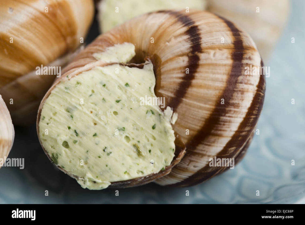 Close up of Escargots with garlic butter Stock Photo Alamy
