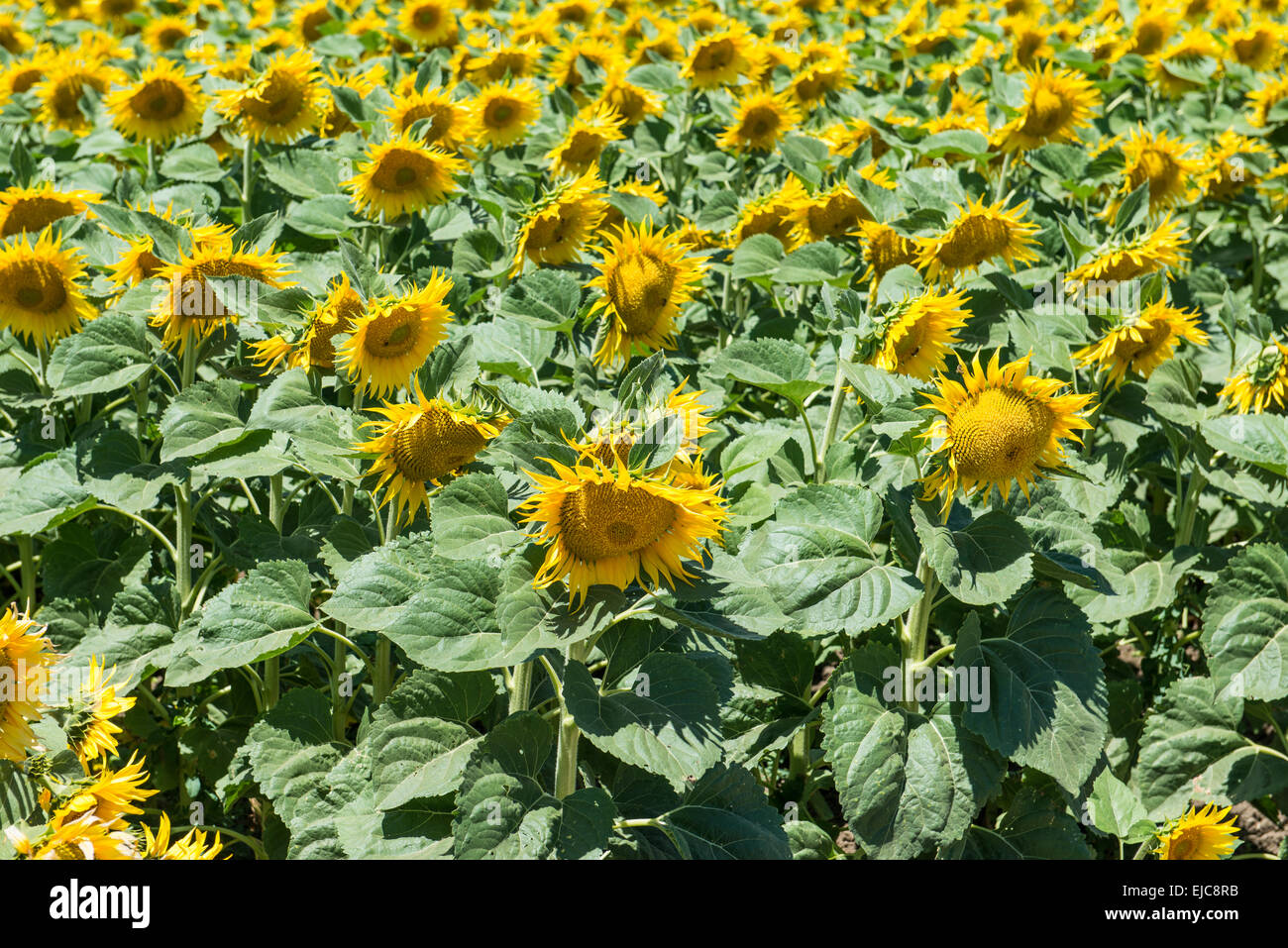 Field of Sunflowers Stock Photo - Alamy