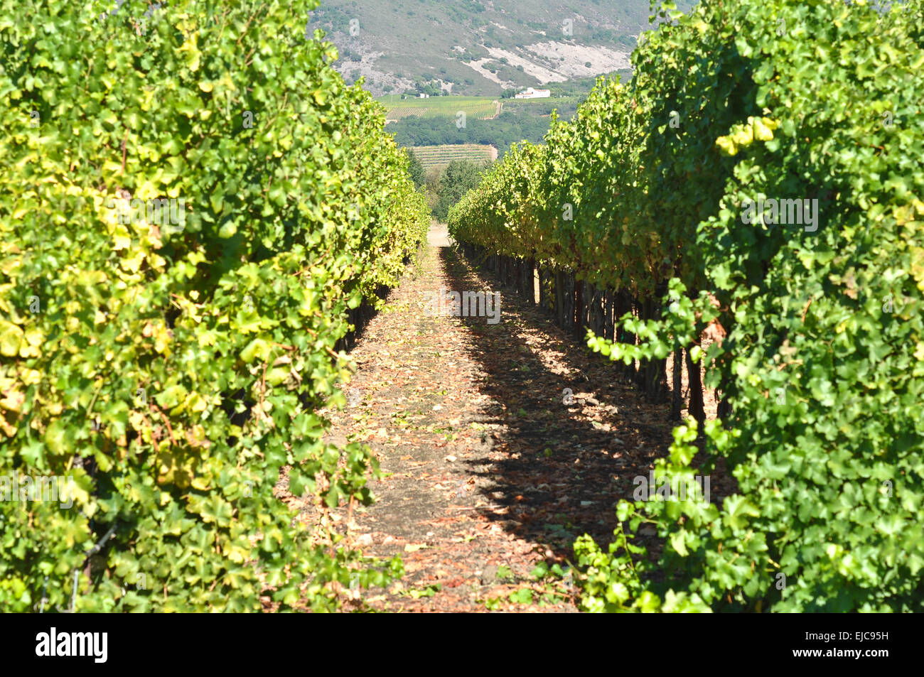 California Vineyard in Summer Stock Photo Alamy