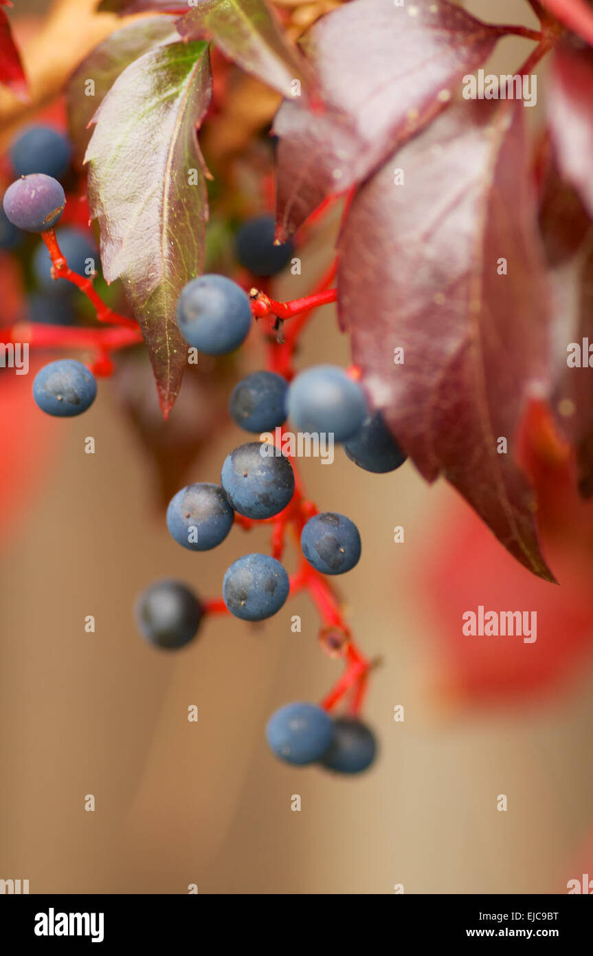 Red vine Stock Photo