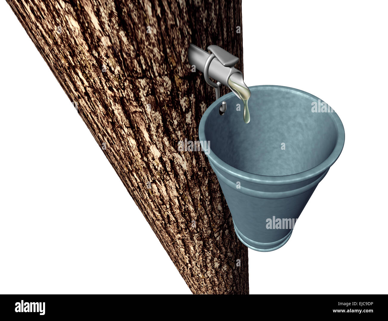 Maple syrup harvesting as tree with sap flowing drops of sweet traditional food in a metal pail