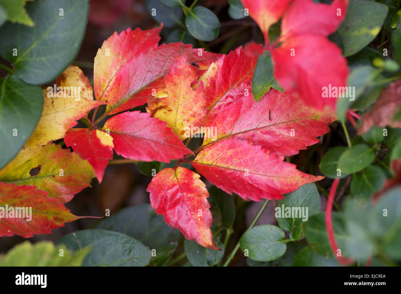 Red vine Stock Photo