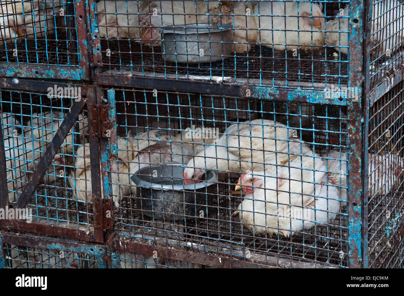 Chickens in a Cage Stock Photo