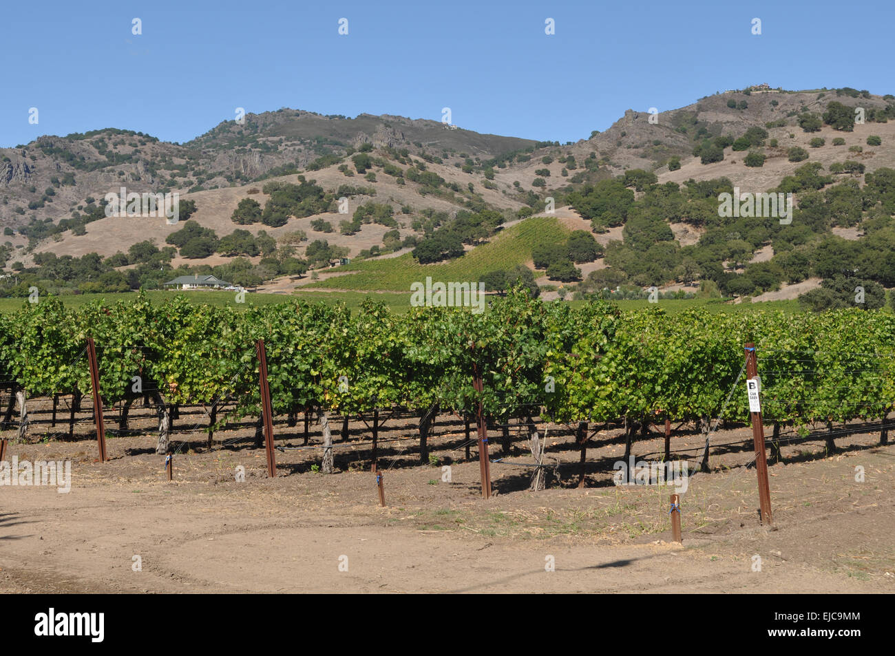 Napa Valley Winery Stock Photo