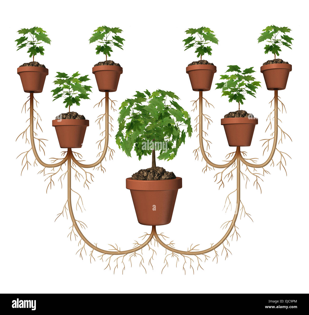 Multiplying profits and compound growth investing business diagram concept as a tree in a planting pot expanding with a group of new saplings as a symbol for expansion and success. Stock Photo