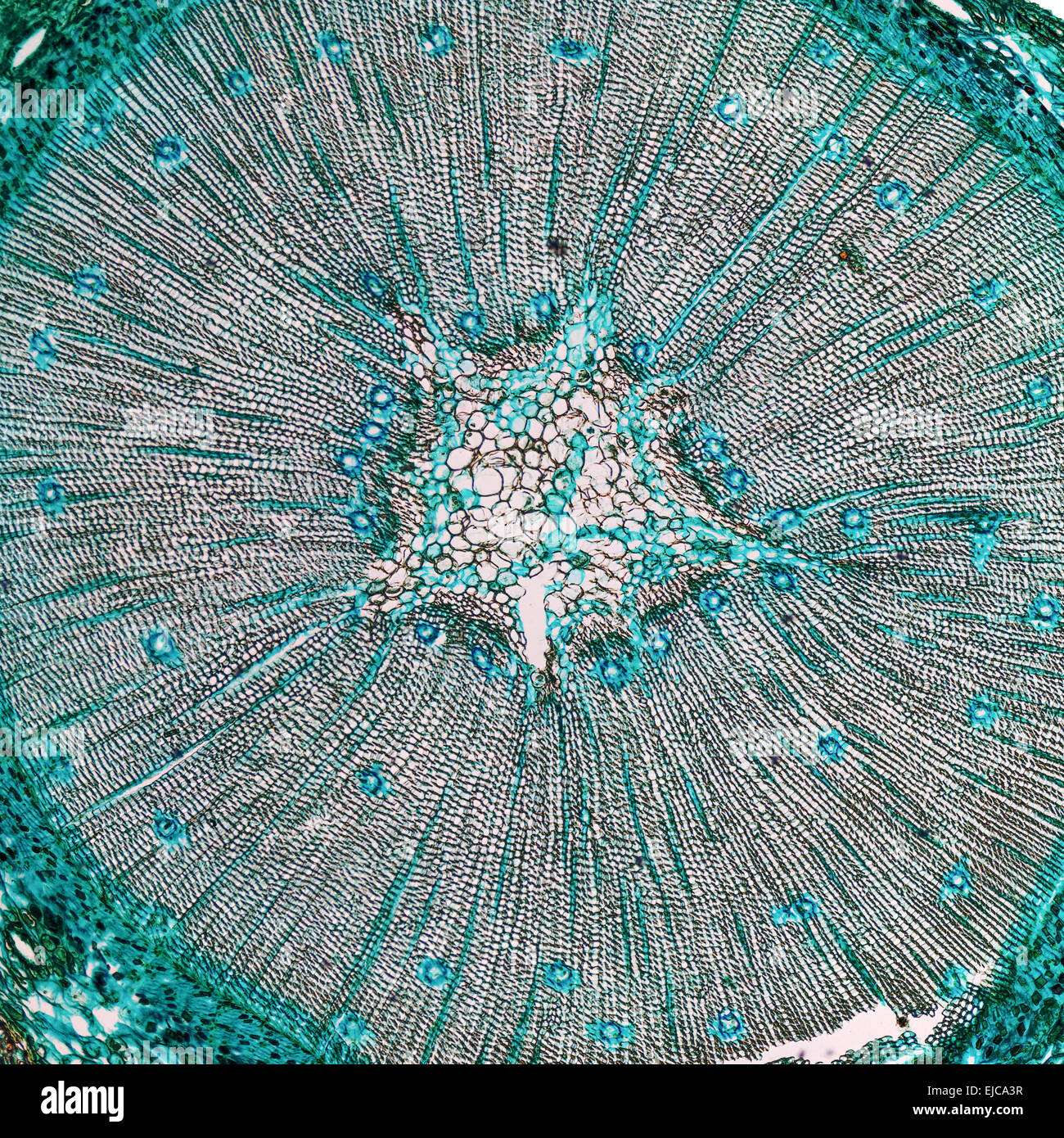 Pine Wood micrograph Stock Photo