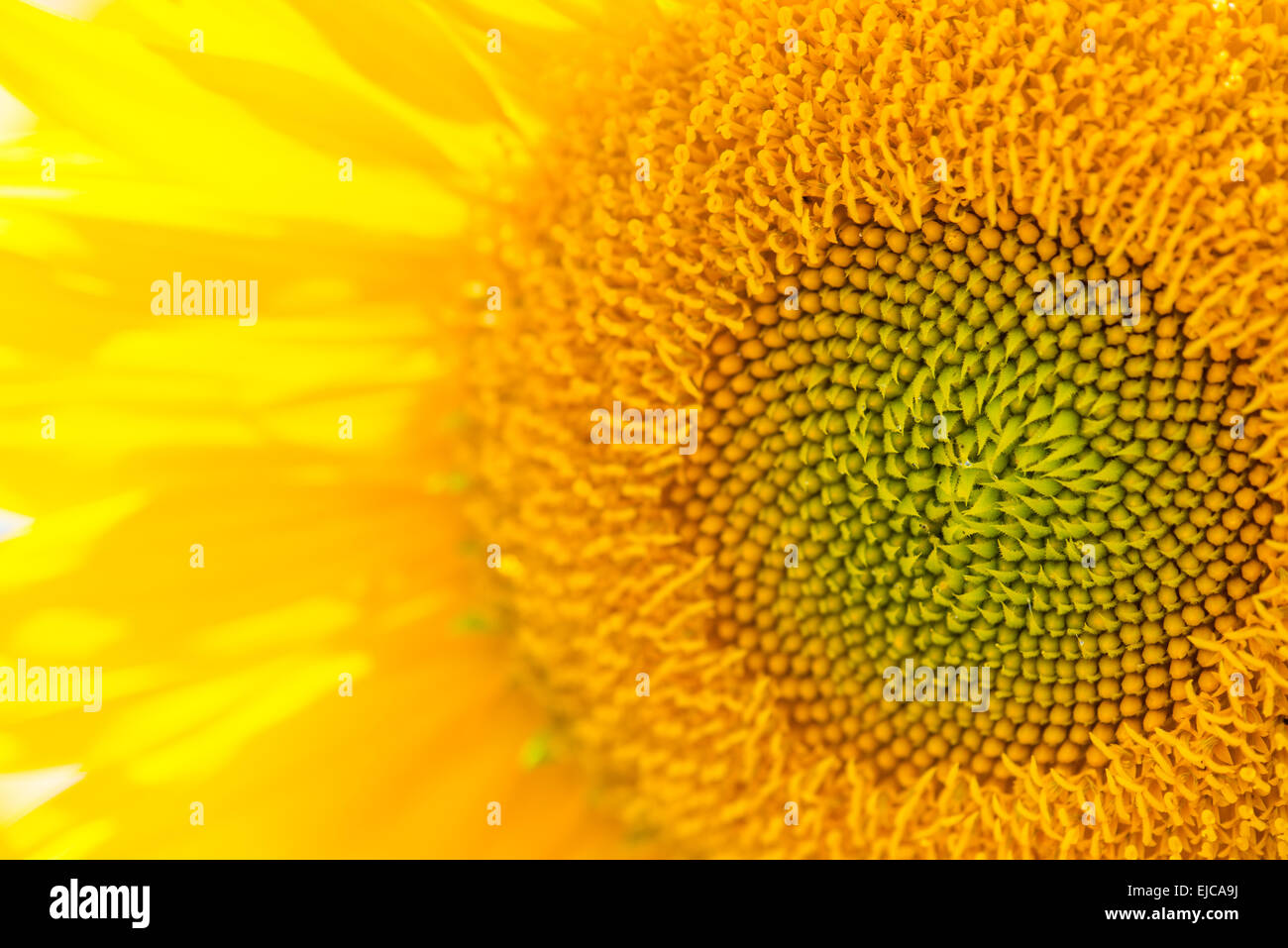 Sunflower close up hi-res stock photography and images - Alamy