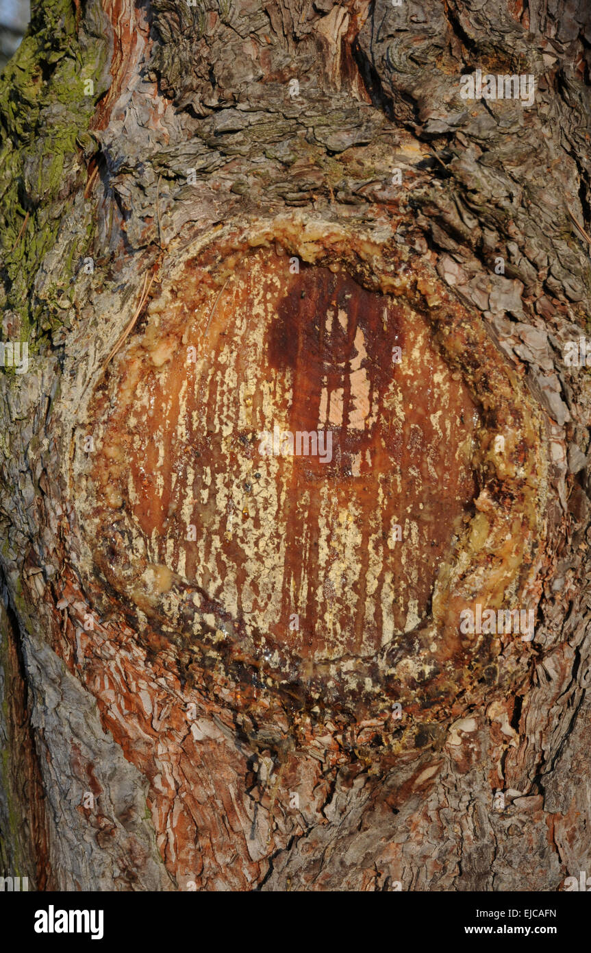 Black pine, wounded trunk with pitch Stock Photo