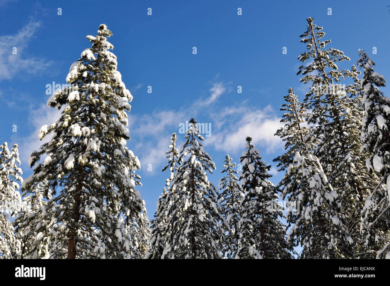 Snow Covered Trees and Blue Sky Stock Photo - Alamy