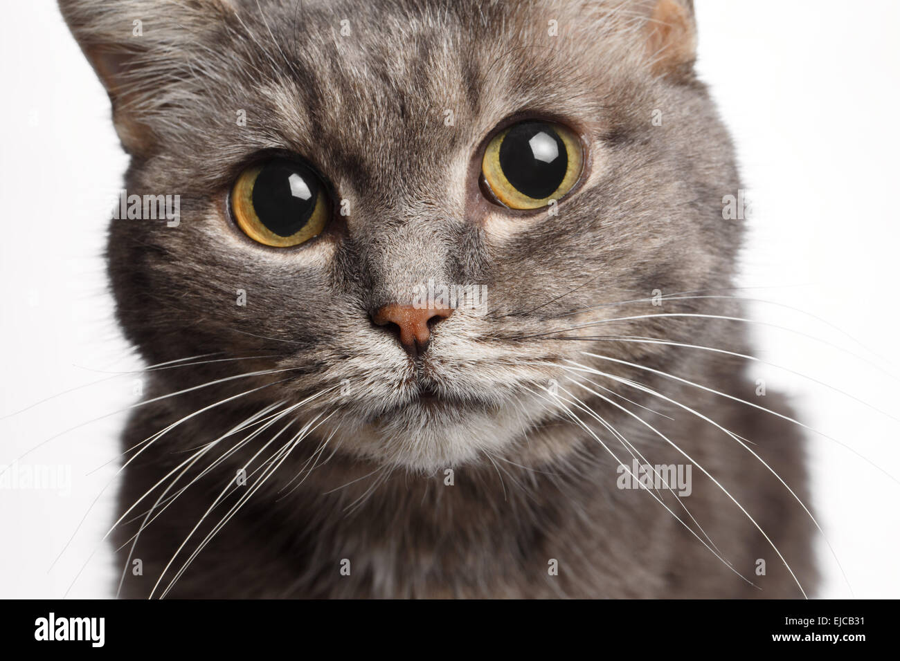 closeup gray cat with big round eyes Stock Photo
