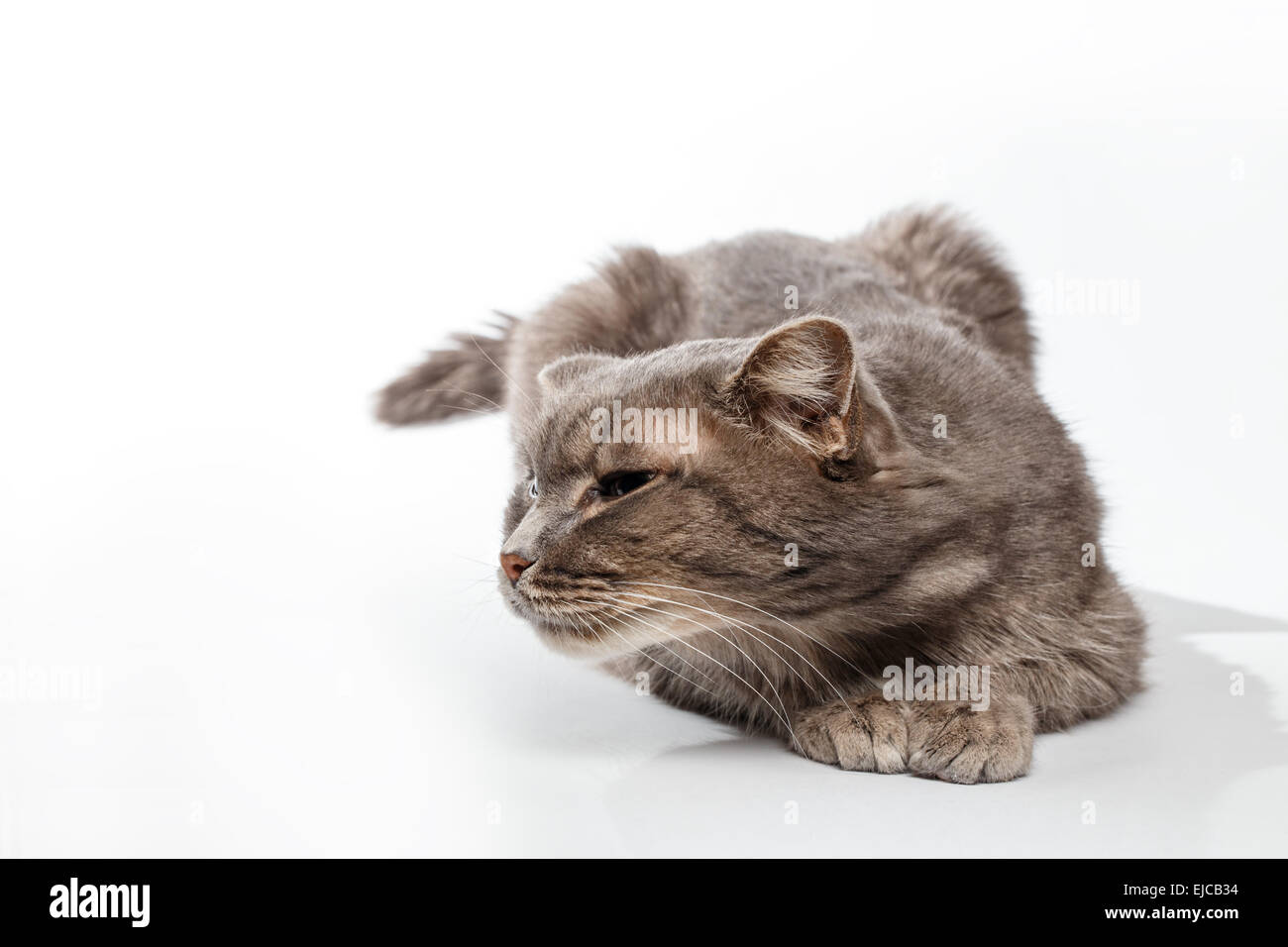 gray cat sniffs on white background Stock Photo