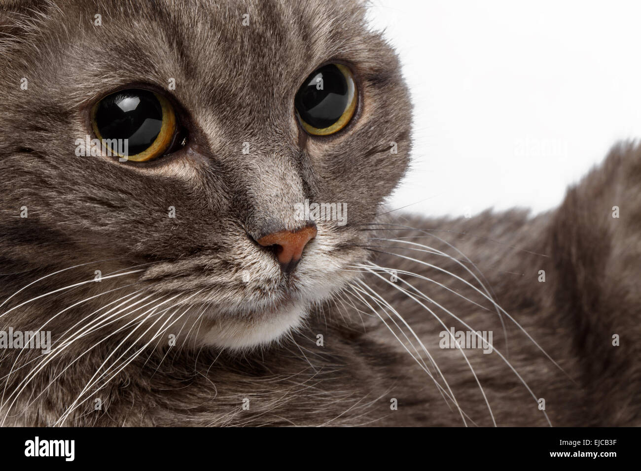 closeup gray cat with big round eyes Stock Photo