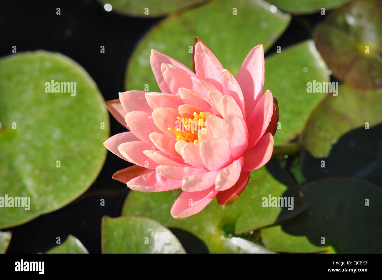 Pink Lotus Flower on Lilly Pad Stock Photo Alamy