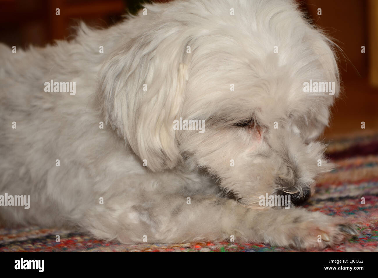 Havanese dressing up themselves - close up Stock Photo