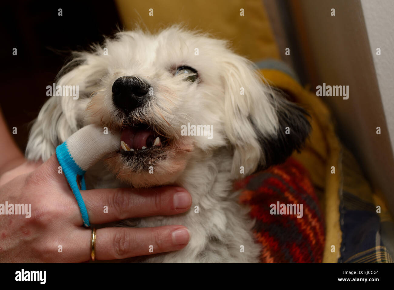 Tartar in dogs is removed Stock Photo