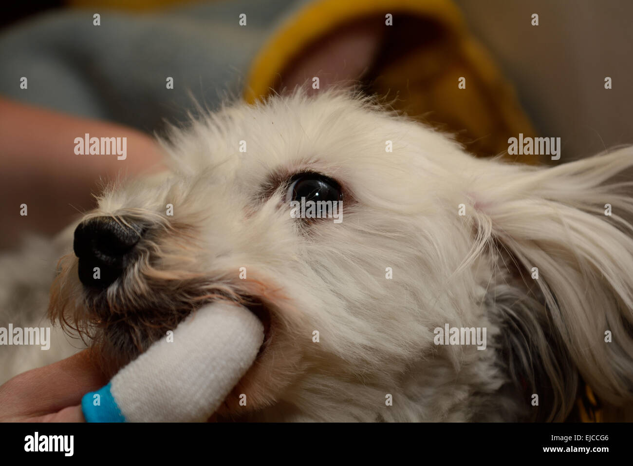 small dog be brushed the teeth Stock Photo