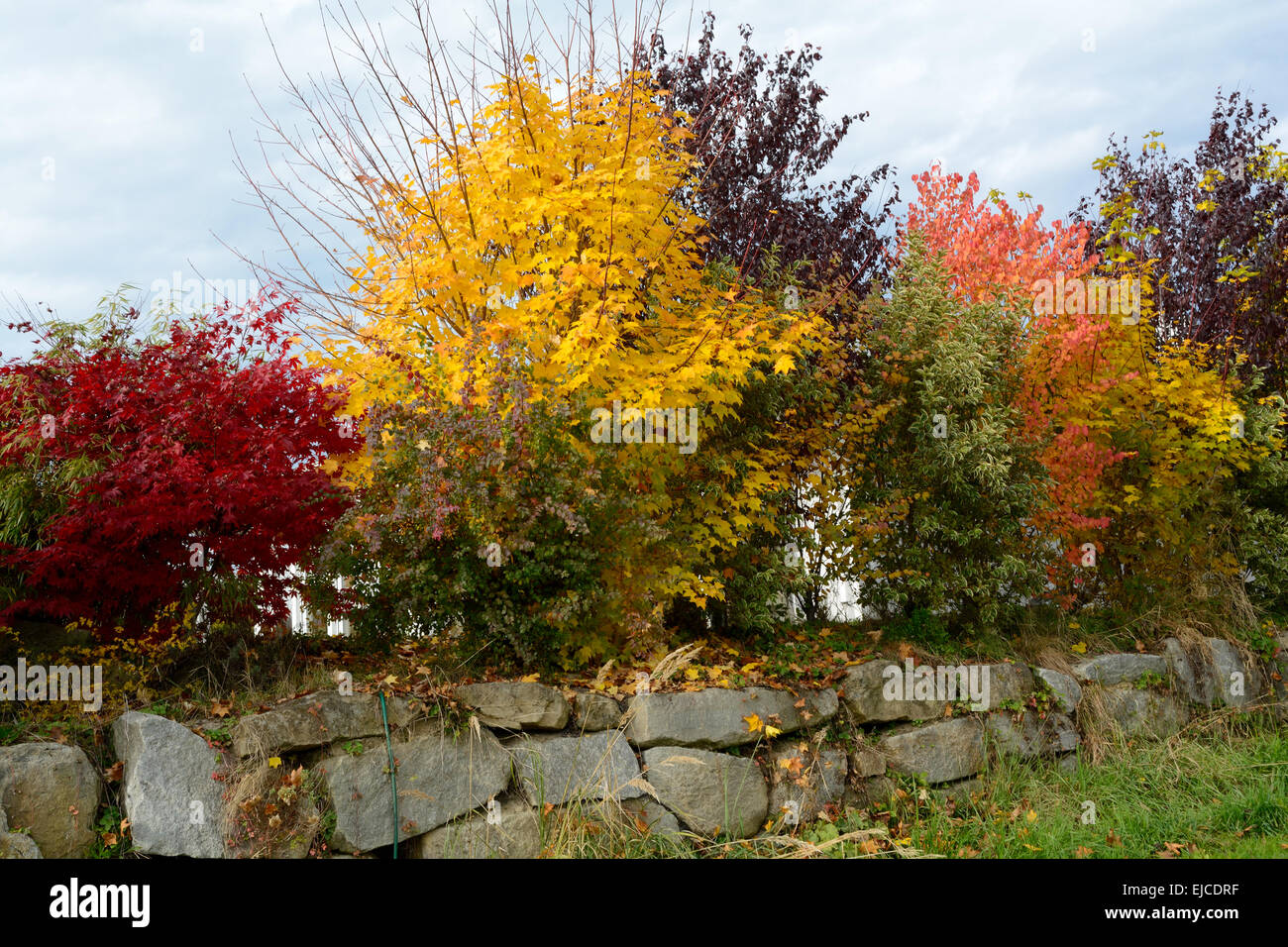 autumn shrubs for privacy Stock Photo