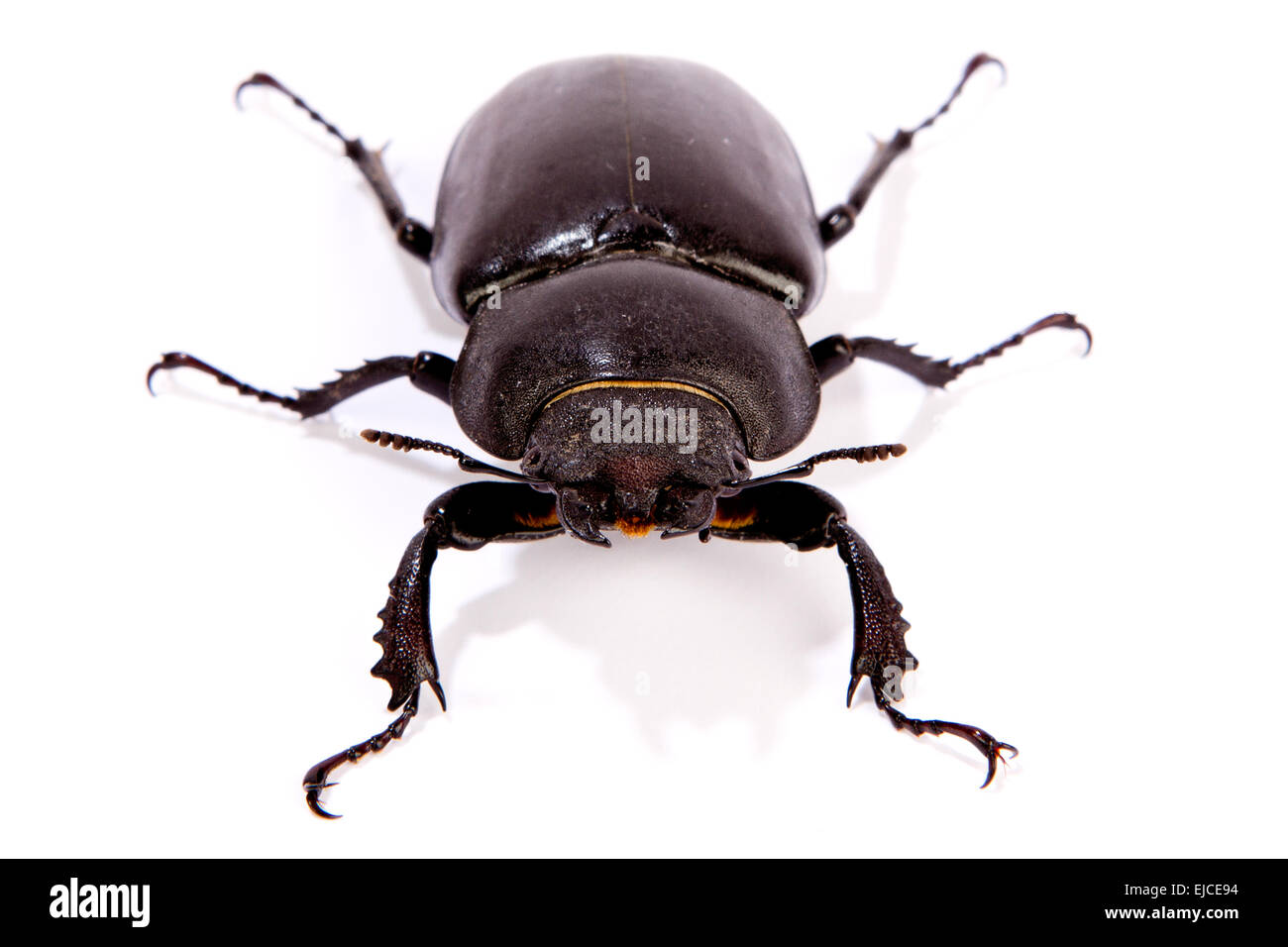 Female Stag Beetle Stock Photo