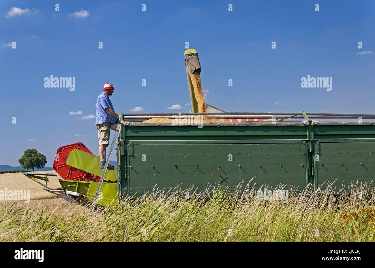 grain harvest Stock Photo