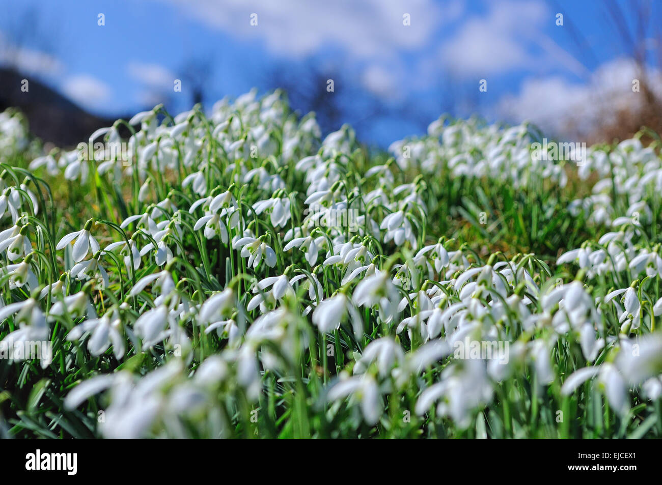 Fruelingsblueher hi-res stock photography and images - Alamy