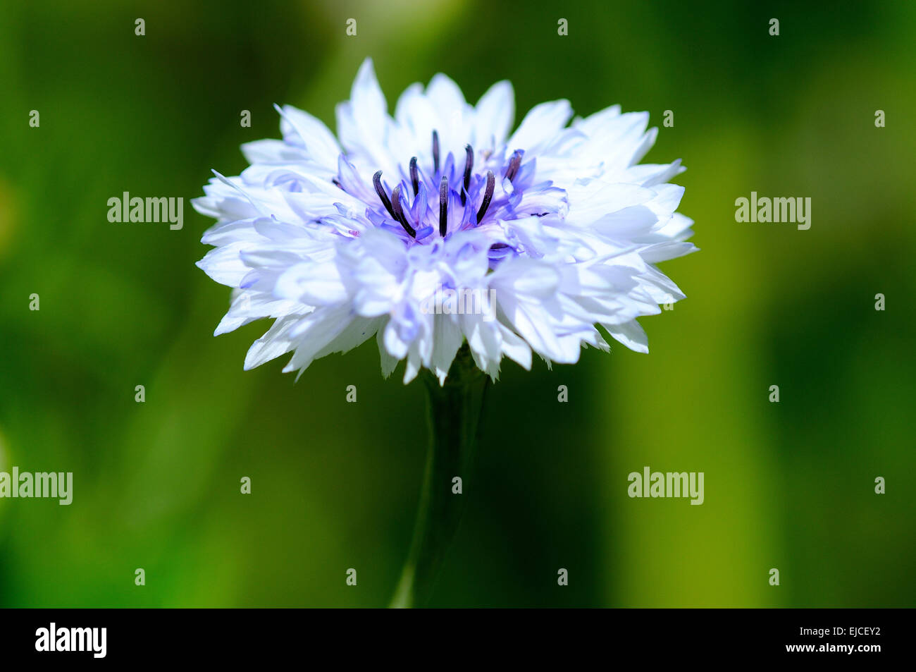 Cornflowers bloom at the wither Stock Photo