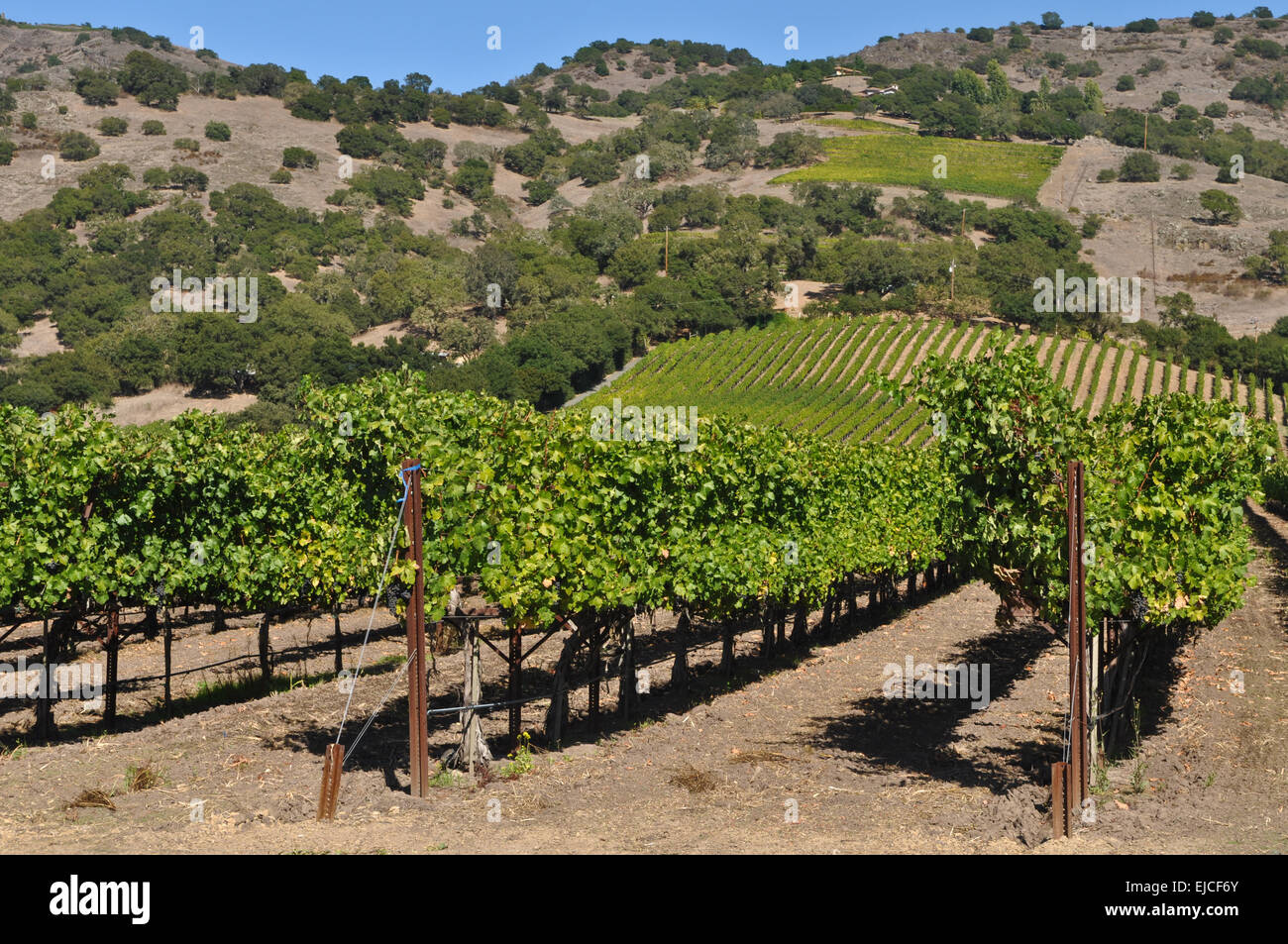 Napa Valley California Winery Stock Photo