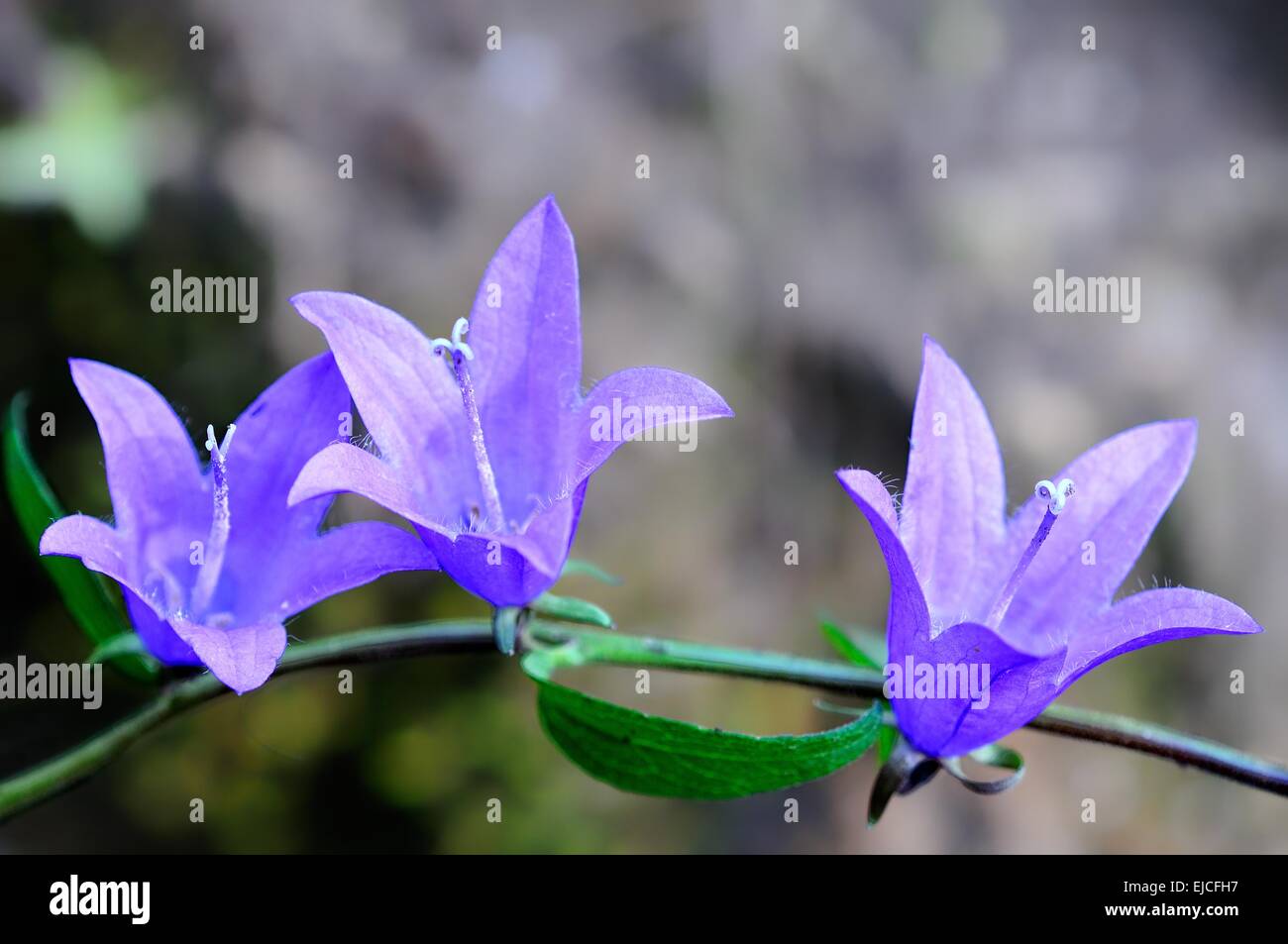 three open flowers bluebells Stock Photo