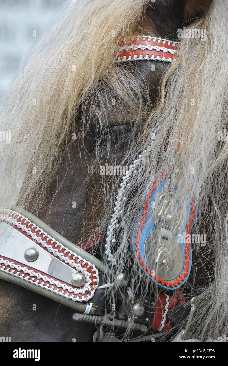 portrait of horse head in Bavaria Stock Photo