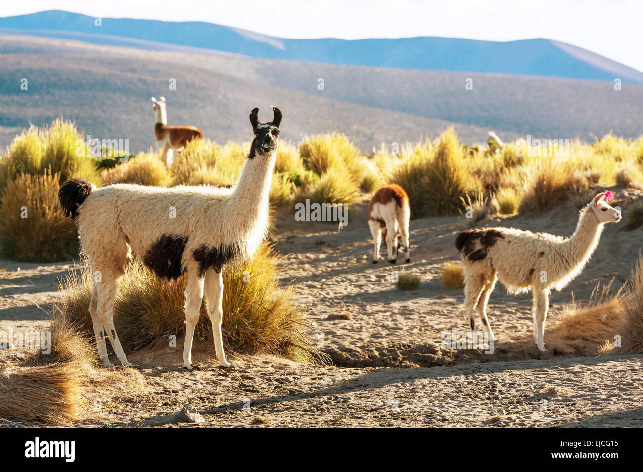 Llama farm peru hi-res stock photography and images - Alamy