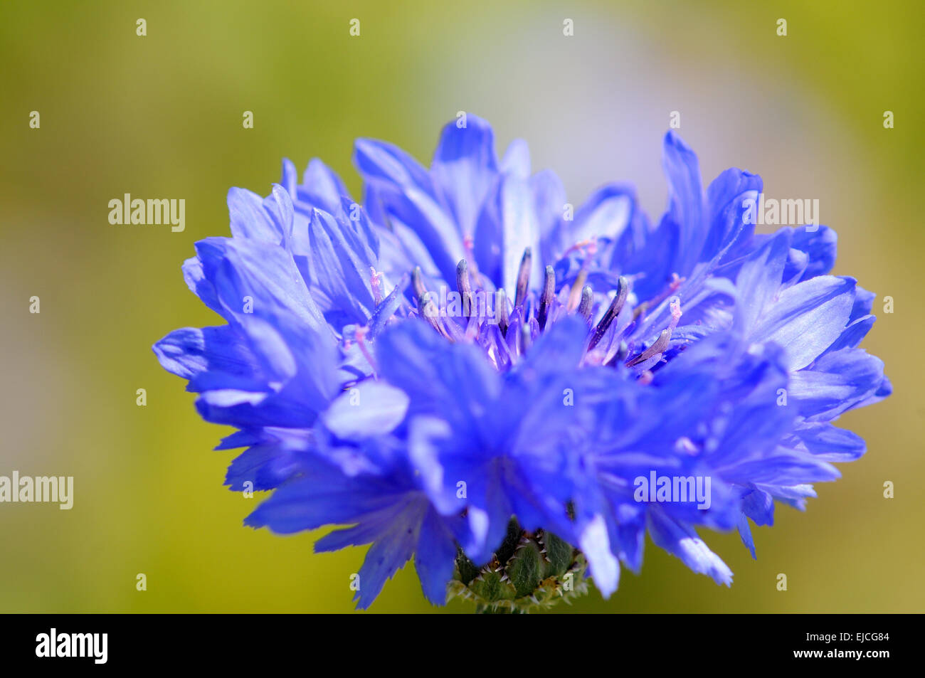 blue cornflower Stock Photo