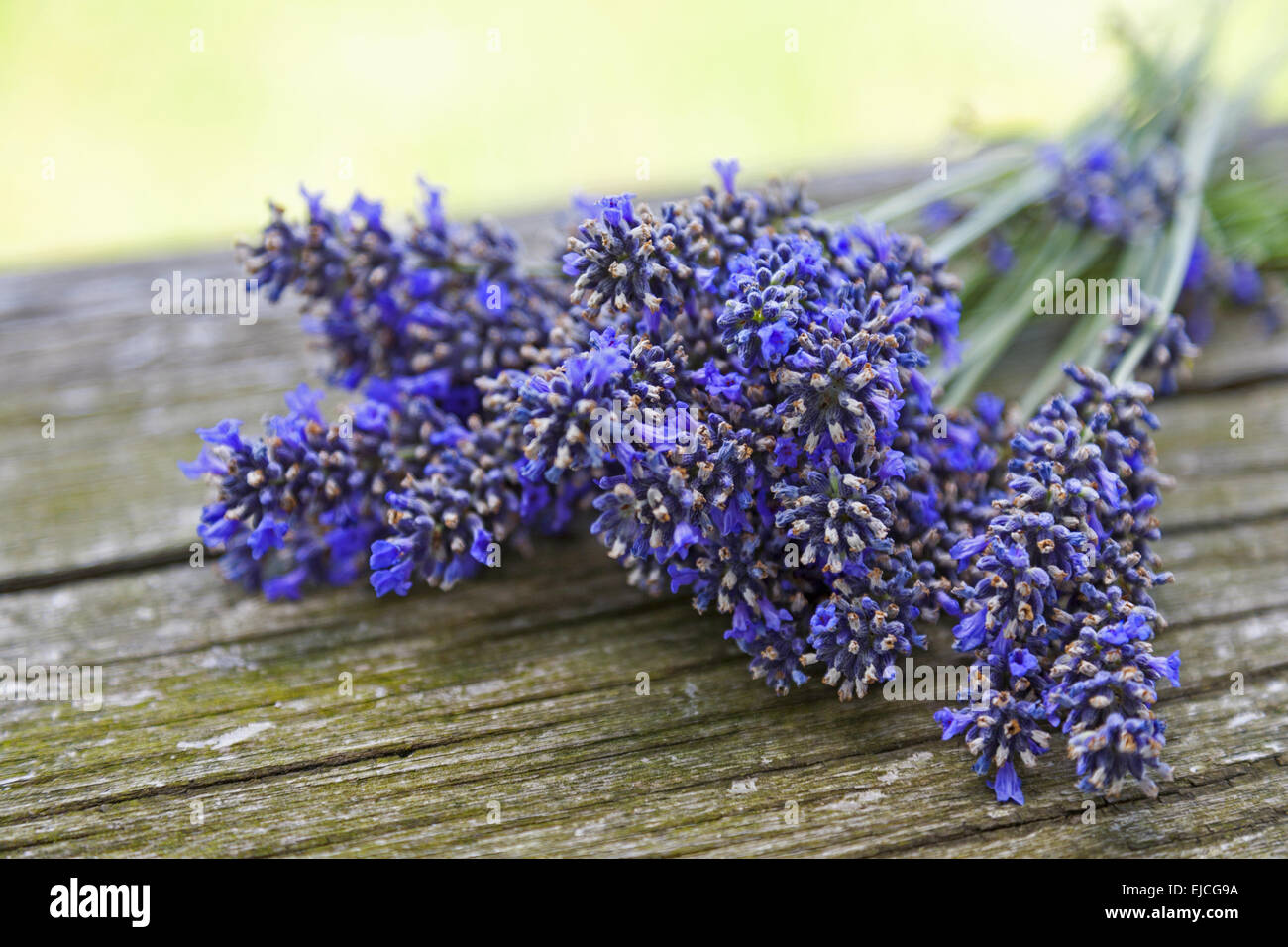 Lavender on old wood Stock Photo
