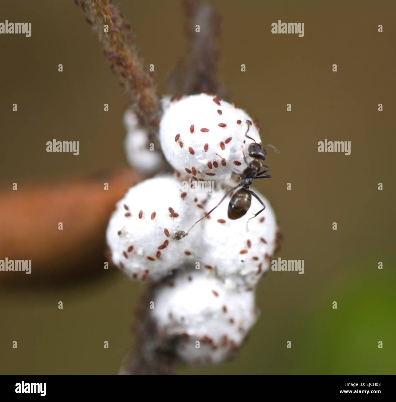 Ant tending Mealybugs - New South Wales, Australia Stock Photo