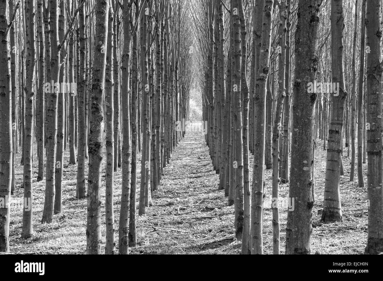 Planting trees forest Black and White Stock Photos & Images - Alamy