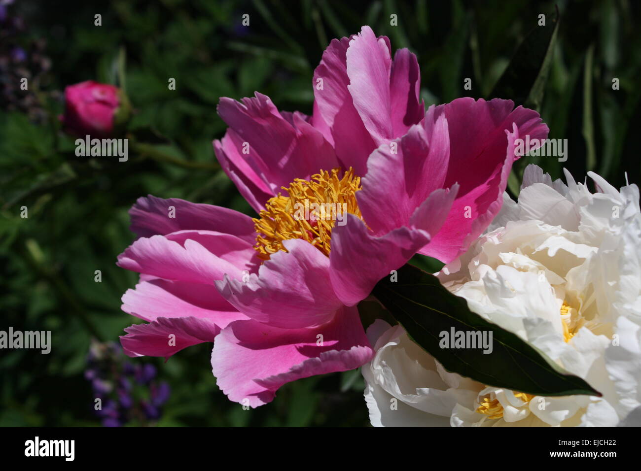 common peony Stock Photo