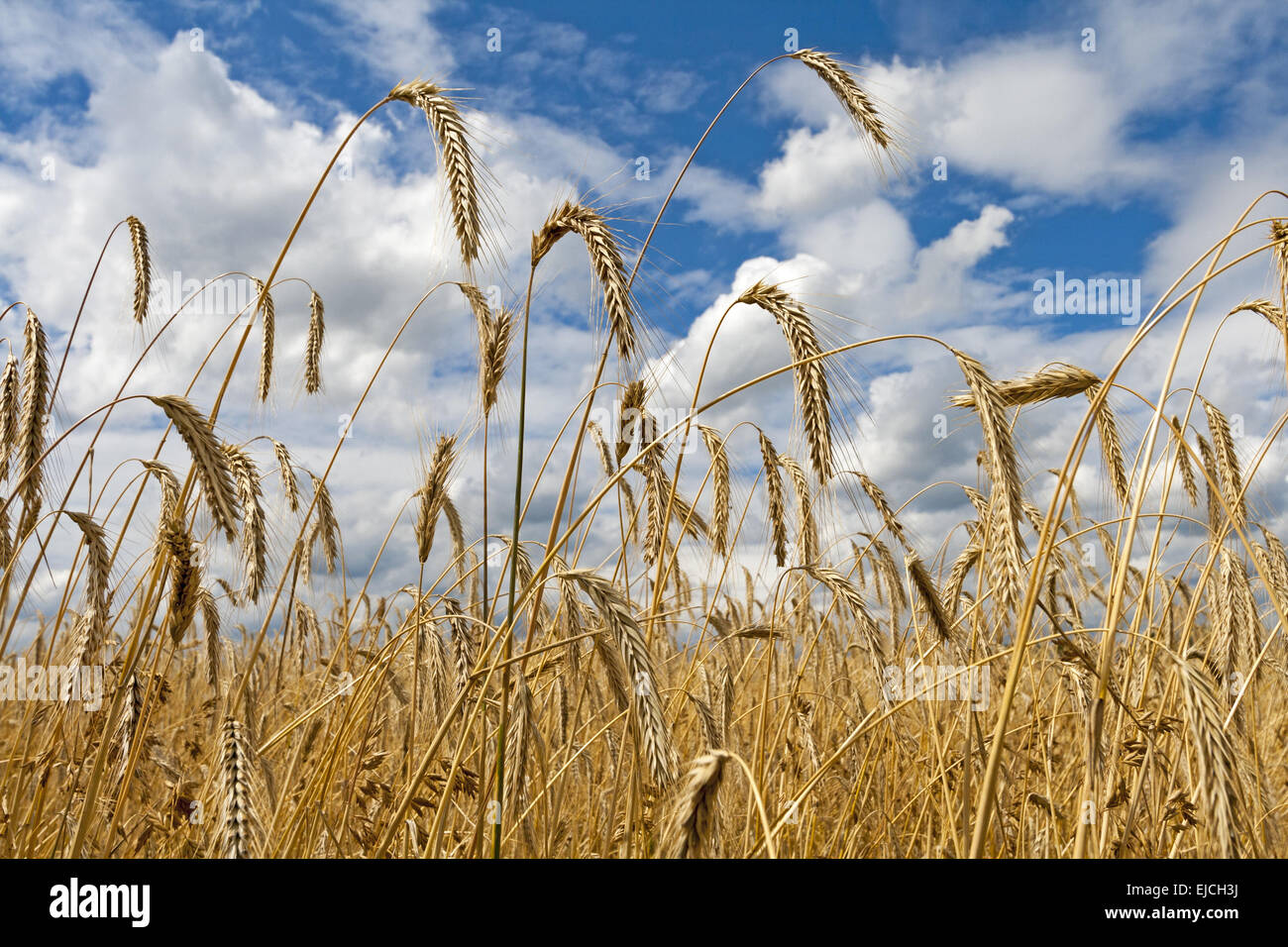 Cornfield in front of clouded sky Stock Photo