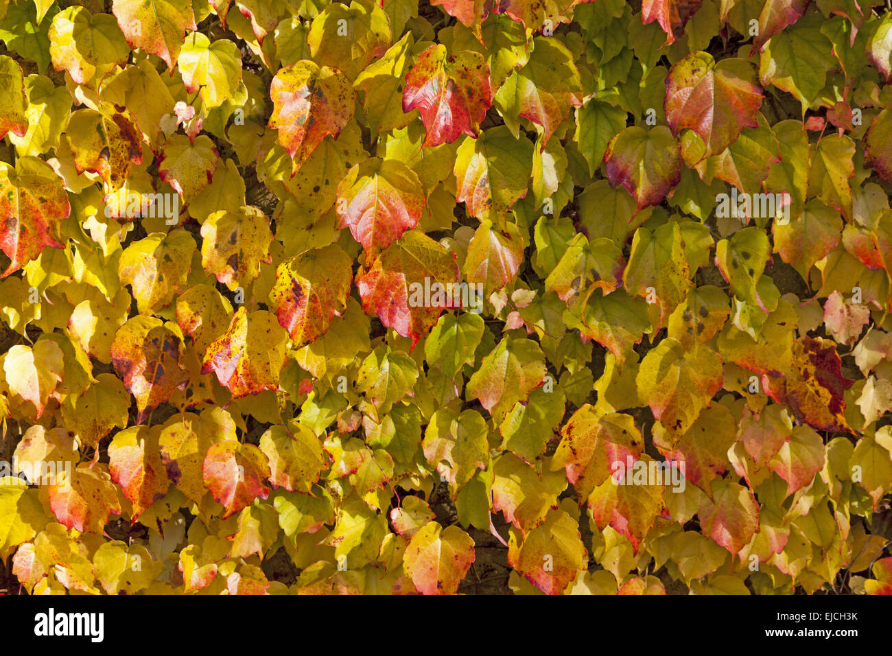 Discoloring leaves the Wild Wine Stock Photo